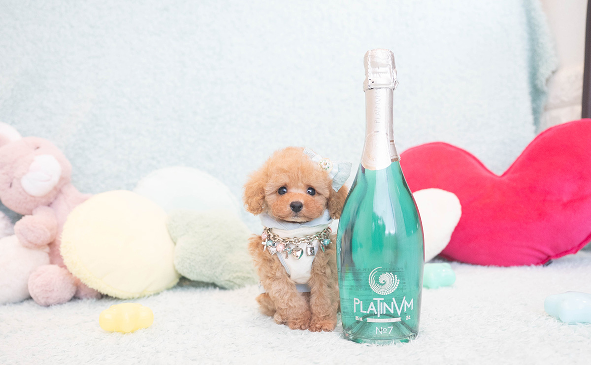 ティーカッププードルのアプリコットの男の子|2025年10月18日生まれ|No.10996|画像1枚目