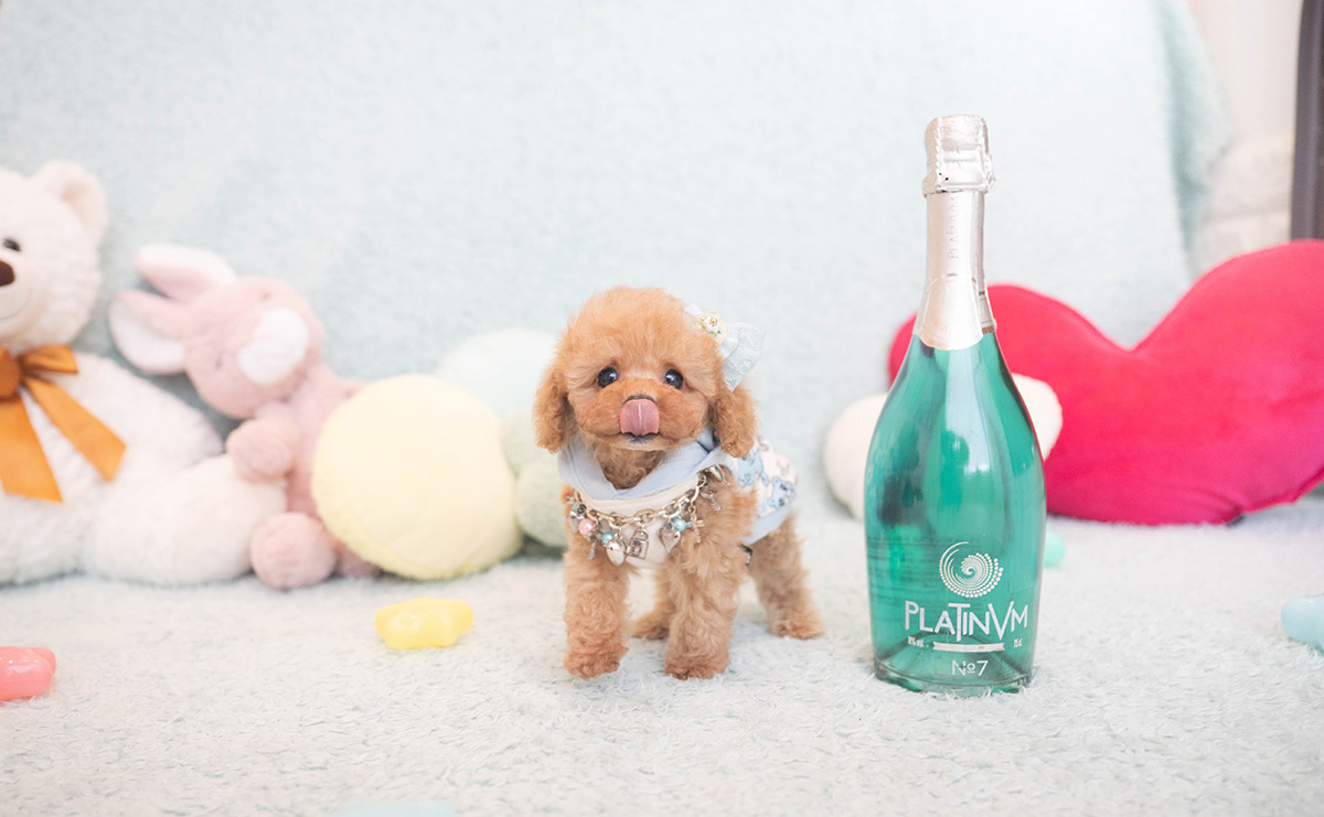 ティーカッププードルのアプリコットの男の子|2025年10月18日生まれ|No.10996|画像2枚目