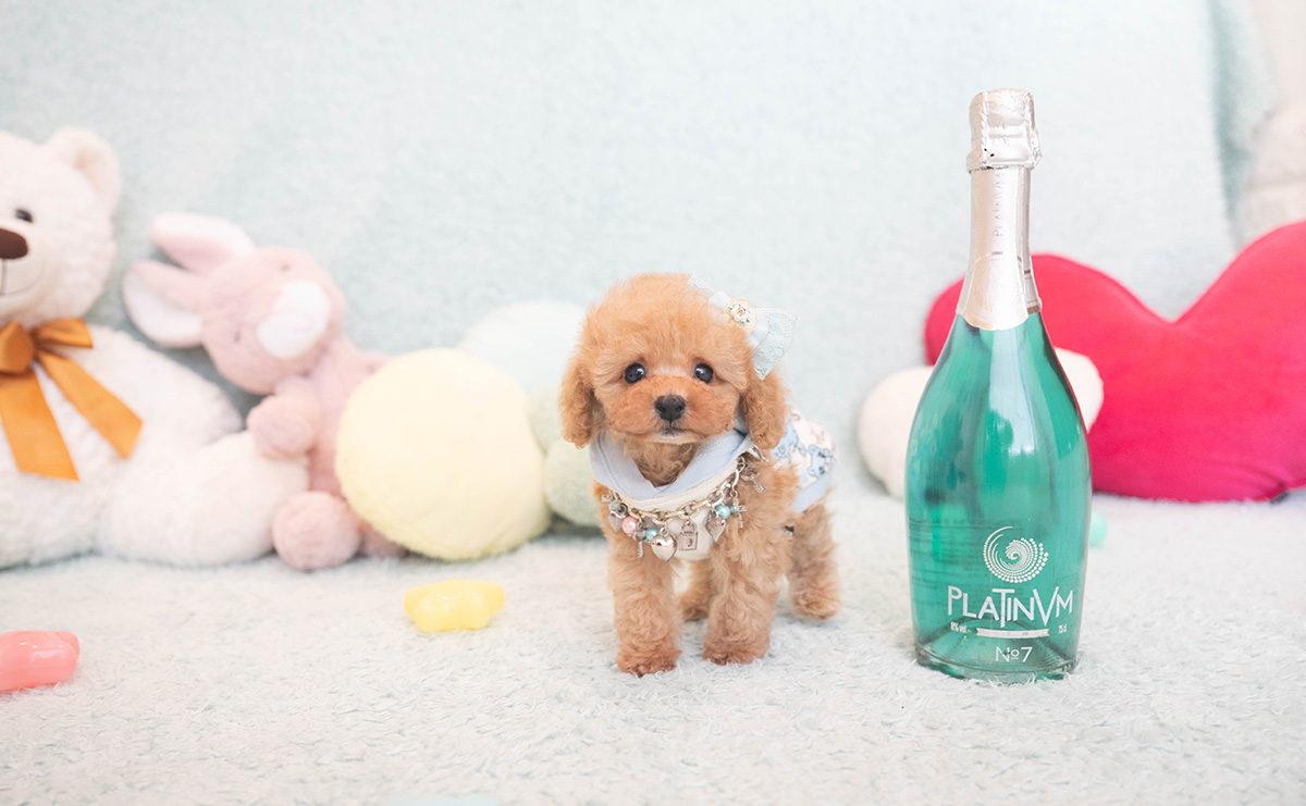 ティーカッププードルのアプリコットの男の子|2025年10月18日生まれ|No.10996|画像3枚目