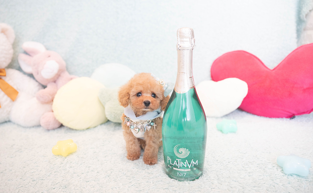 ティーカッププードルのアプリコットの男の子|2025年10月18日生まれ|No.10996|画像4枚目