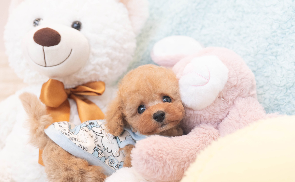 ティーカッププードルのアプリコットの男の子|2025年10月18日生まれ|No.10996|画像0枚目