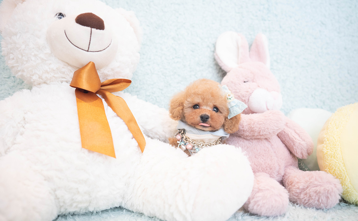 ティーカッププードルのアプリコットの男の子|2025年10月18日生まれ|No.10996|画像5枚目