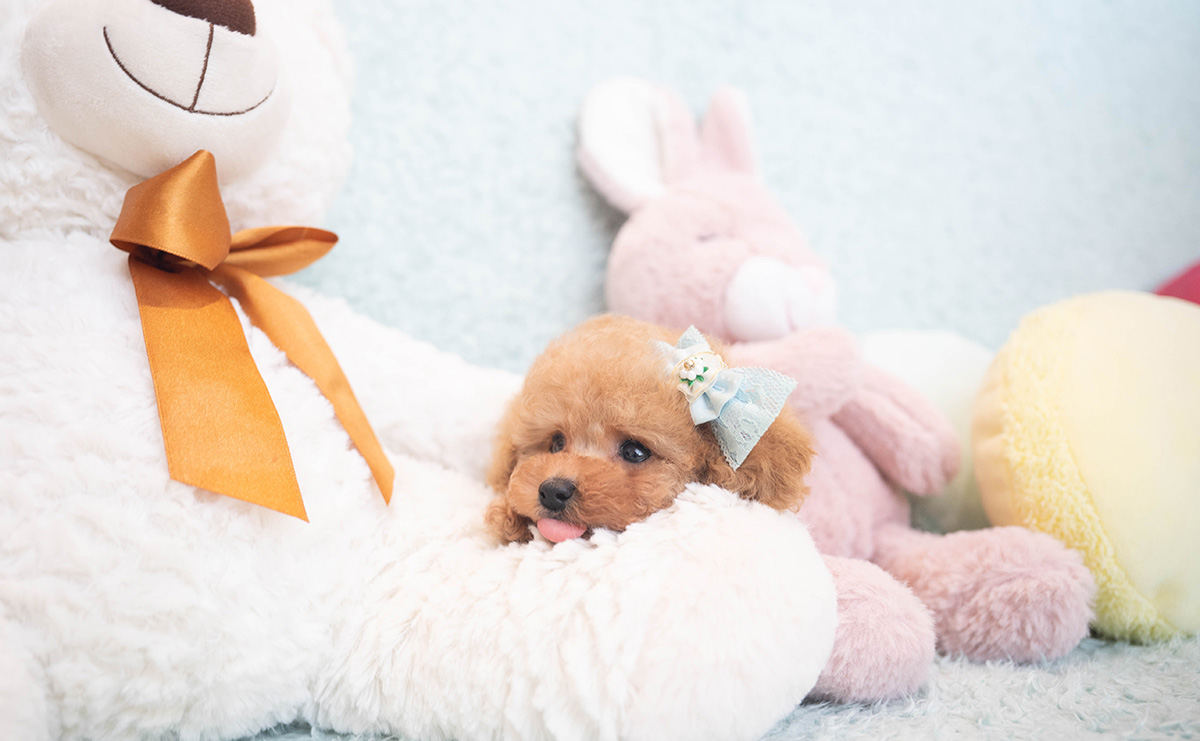 ティーカッププードルのアプリコットの男の子|2025年10月18日生まれ|No.10996|画像6枚目