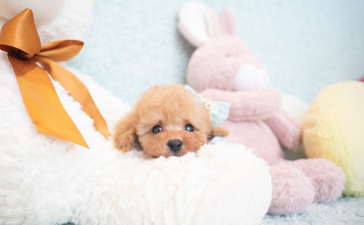 ティーカッププードルのアプリコットの男の子|2025年10月18日生まれ|No.10996|画像7枚目