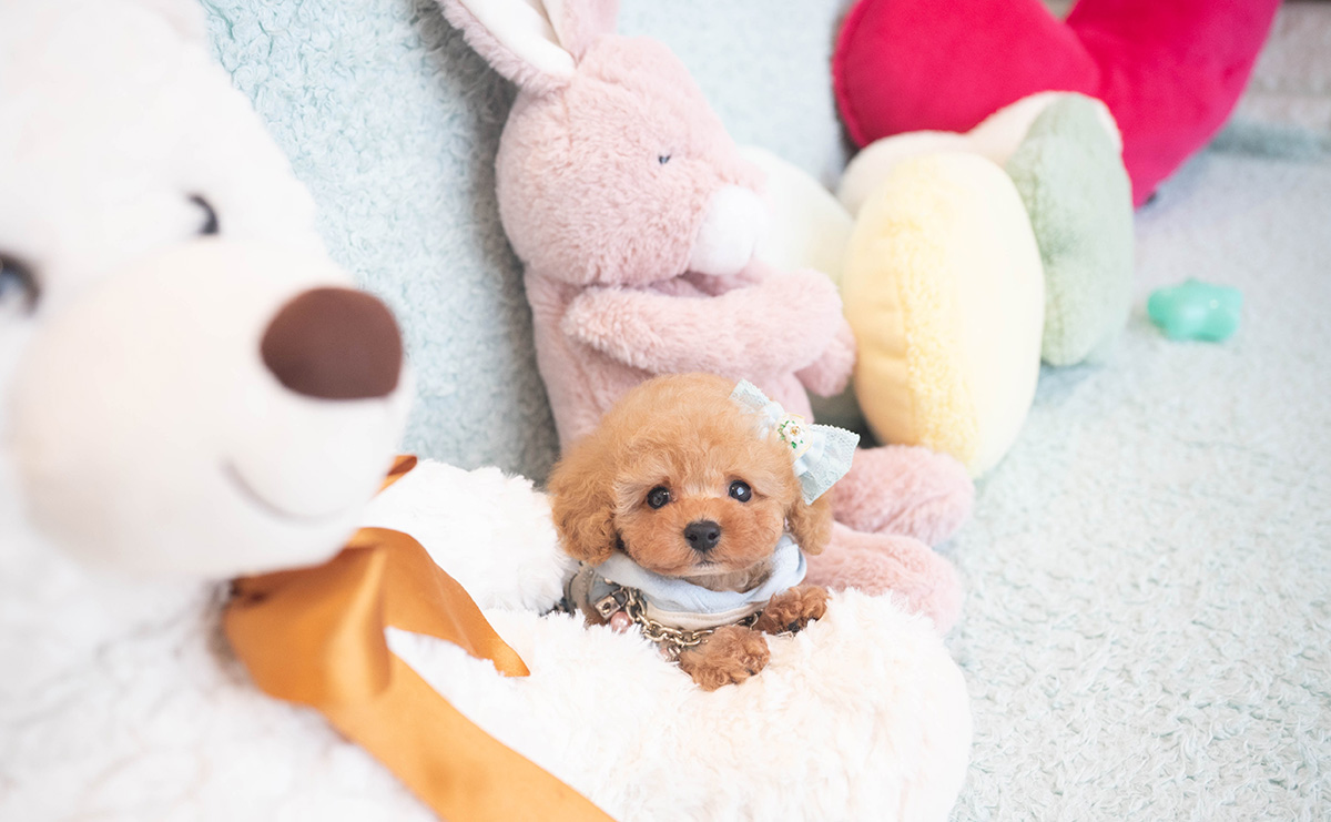 ティーカッププードルのアプリコットの男の子|2025年10月18日生まれ|No.10996|画像8枚目