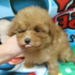 タイニープードルのアプリコットの男の子|2025年10月2日生まれ|No.10995|画像0枚目