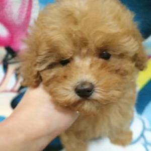 タイニープードルのアプリコットの男の子|2025年10月2日生まれ|No.10995|画像1枚目