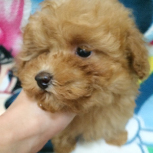 タイニープードルのアプリコットの男の子|2025年10月2日生まれ|No.10995|画像2枚目