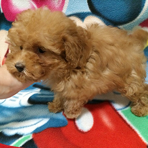 タイニープードルのアプリコットの男の子｜2025年10月2日生まれ｜No.10995｜画像3枚目