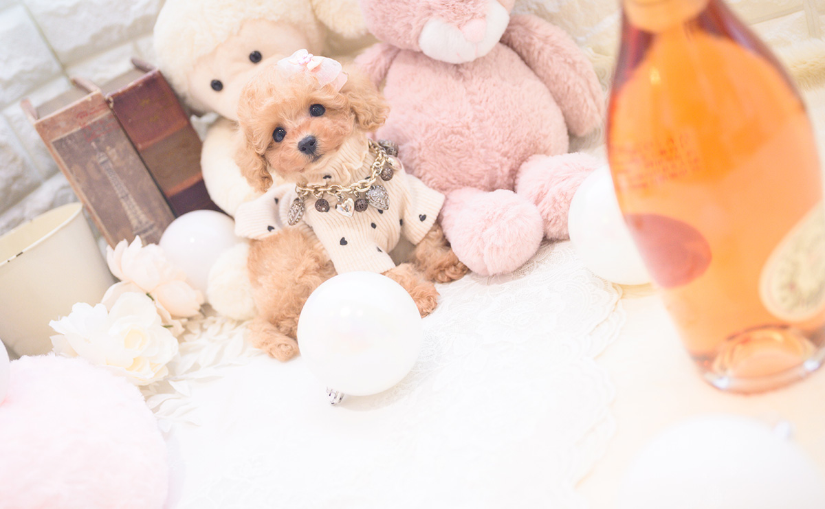 送料込み♡トイプードルアプリコットちゃん。 送料込み♡トイプードルアプリコットちゃん。