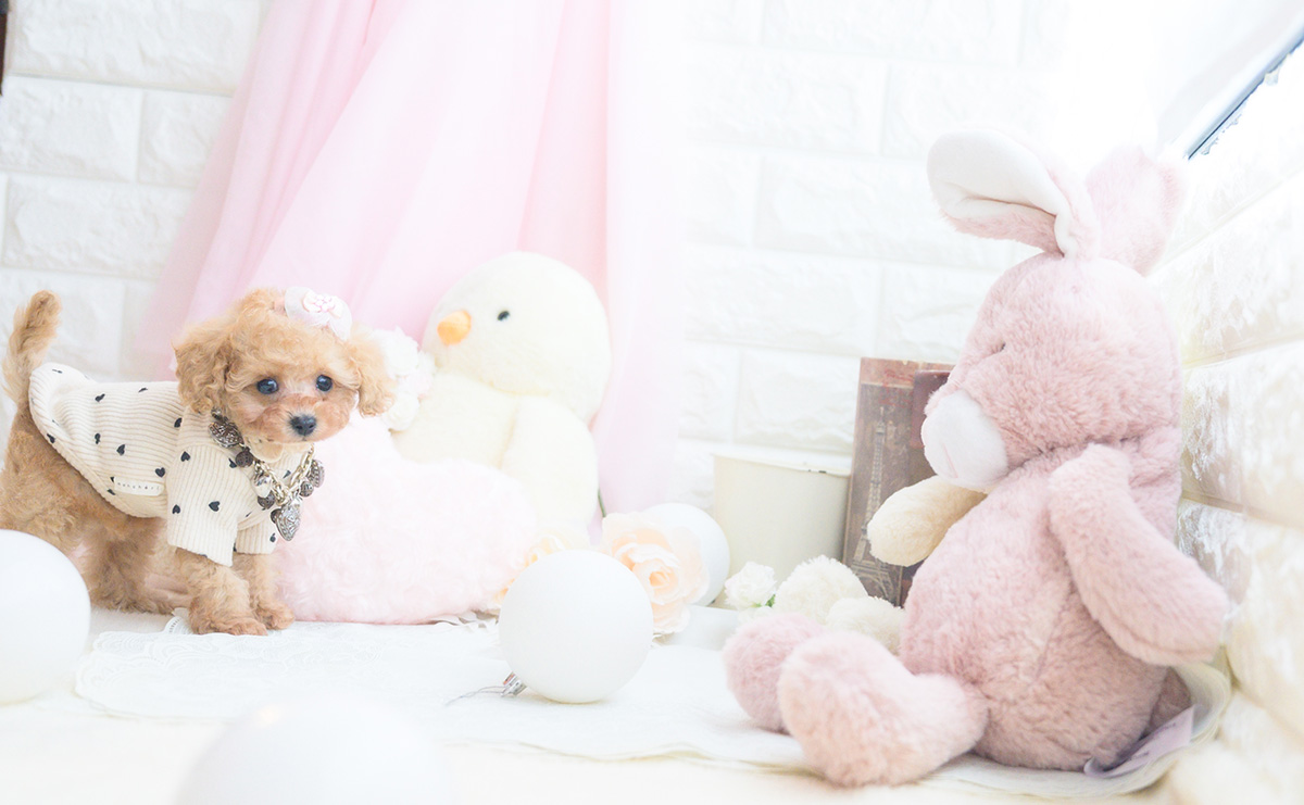 ティーカッププードルのアプリコットの女の子｜2025年10月18日生まれ｜No.10999｜画像2枚目