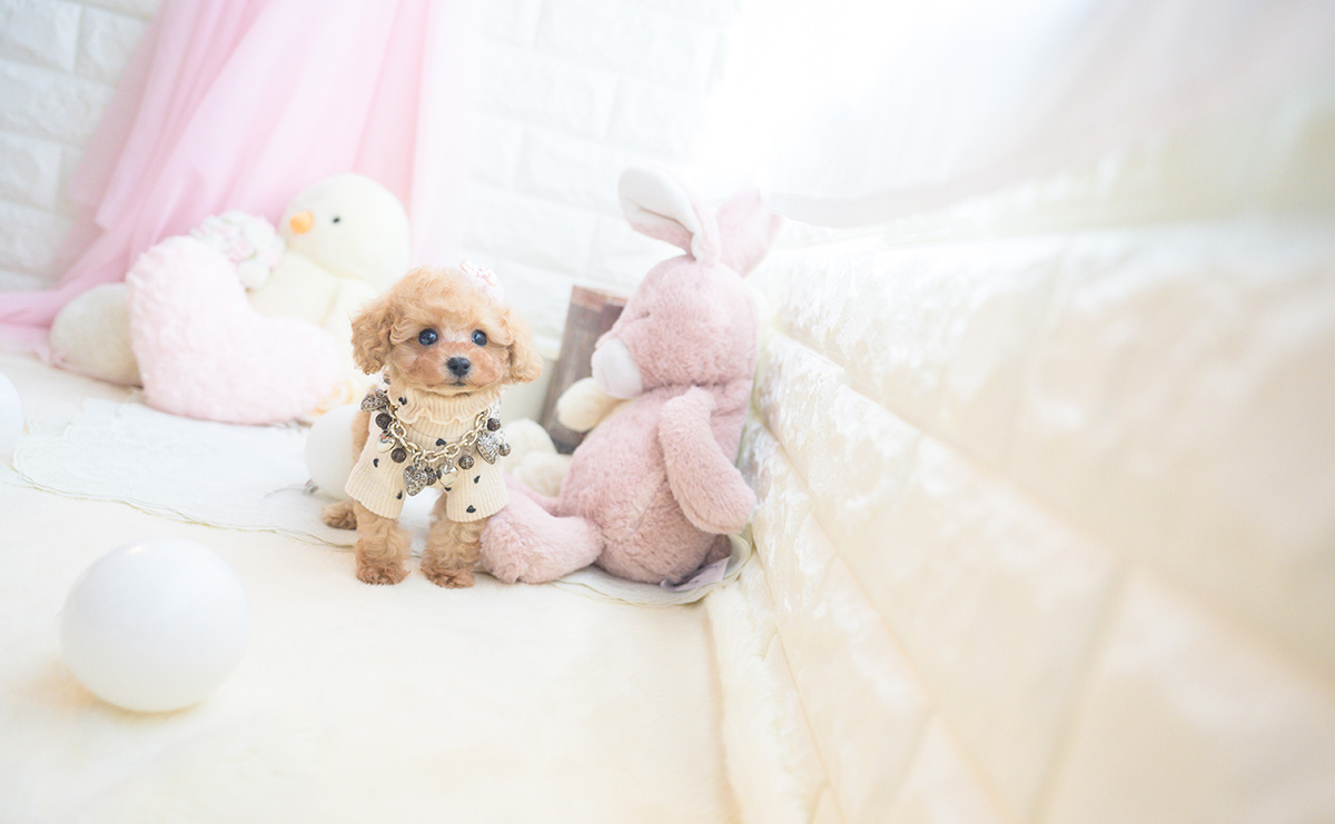 ティーカッププードルのアプリコットの女の子｜2025年10月18日生まれ｜No.10999｜画像3枚目