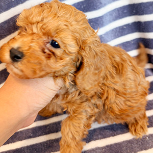 トイプードルのアプリコットの女の子｜2025年10月24日生まれ｜No.11020｜画像1枚目