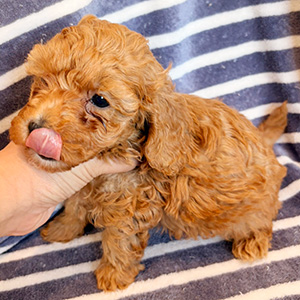 トイプードルのアプリコットの女の子｜2025年10月24日生まれ｜No.11020｜画像2枚目