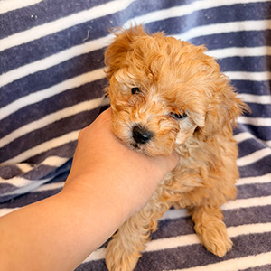 トイプードルのアプリコットの女の子｜2025年10月24日生まれ｜No.11019｜画像1枚目