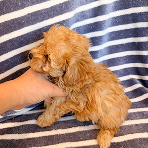 トイプードルのアプリコットの女の子｜2025年10月24日生まれ｜No.11019｜画像2枚目