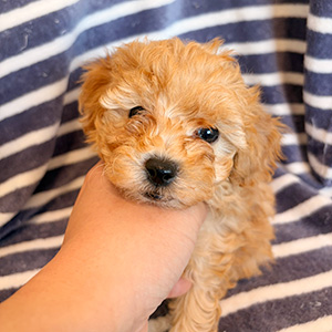 トイプードルのアプリコットの女の子｜2025年10月24日生まれ｜No.11019｜画像3枚目