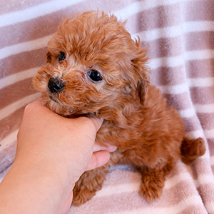 タイニープードルのアプリコットの男の子｜2025年10月26日生まれ｜No.11013｜画像0枚目