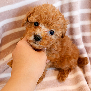 タイニープードルのアプリコットの男の子｜2025年10月26日生まれ｜No.11013｜画像1枚目