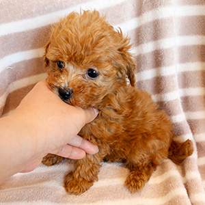 タイニープードルのアプリコットの男の子｜2025年10月26日生まれ｜No.11013｜画像2枚目