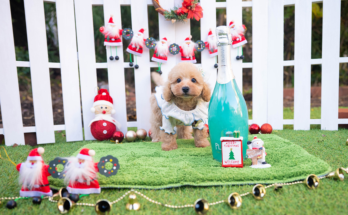 トイプードルのアプリコットの男の子｜2025年10月18日生まれ｜No.11001｜画像2枚目