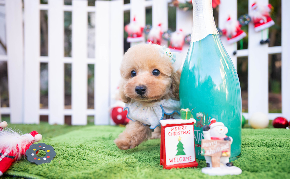 トイプードルのアプリコットの男の子｜2025年10月18日生まれ｜No.11001｜画像3枚目