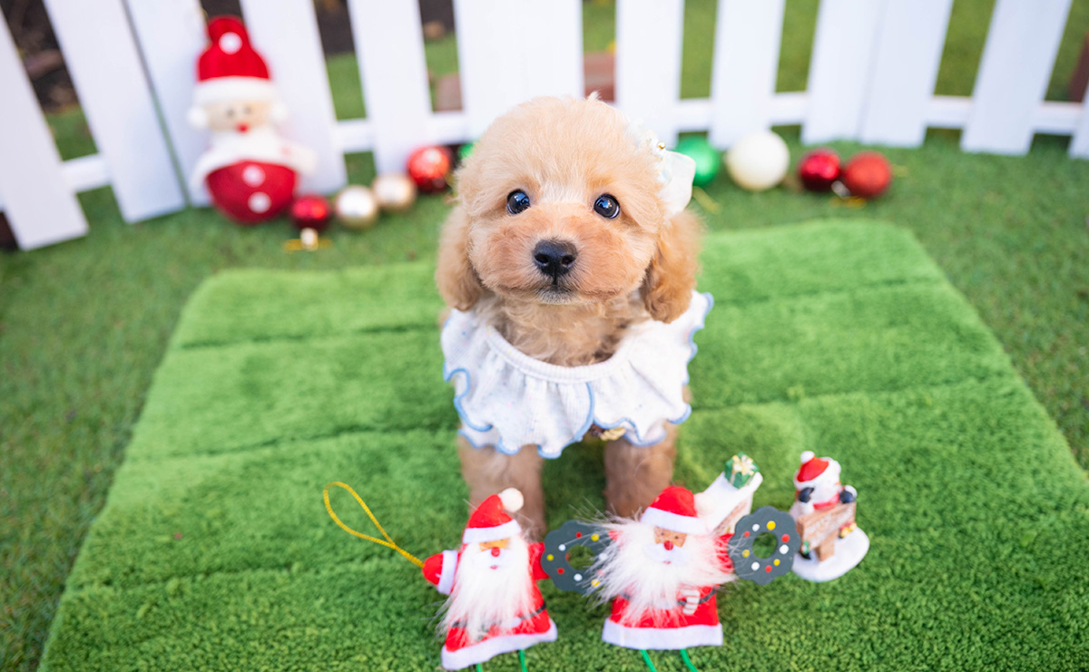 トイプードルのアプリコットの男の子｜2025年10月18日生まれ｜No.11001｜画像0枚目