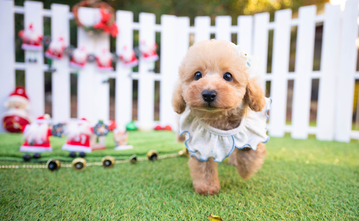 トイプードルのアプリコットの男の子｜2025年10月18日生まれ｜No.11001｜画像4枚目