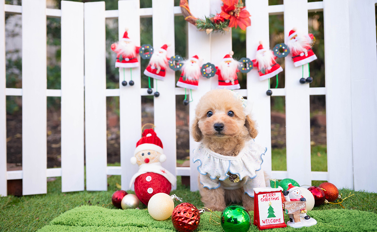 トイプードルのアプリコットの男の子｜2025年10月18日生まれ｜No.11001｜画像5枚目