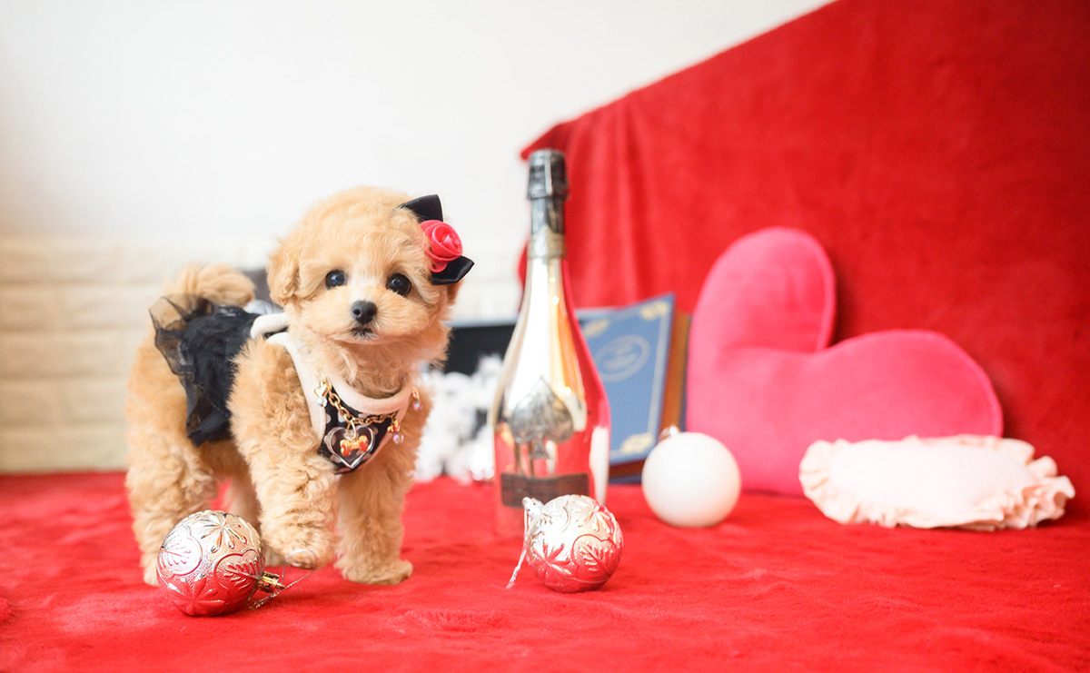 ティーカッププードルのアプリコットの女の子｜2025年10月14日生まれ｜No.11006｜画像1枚目