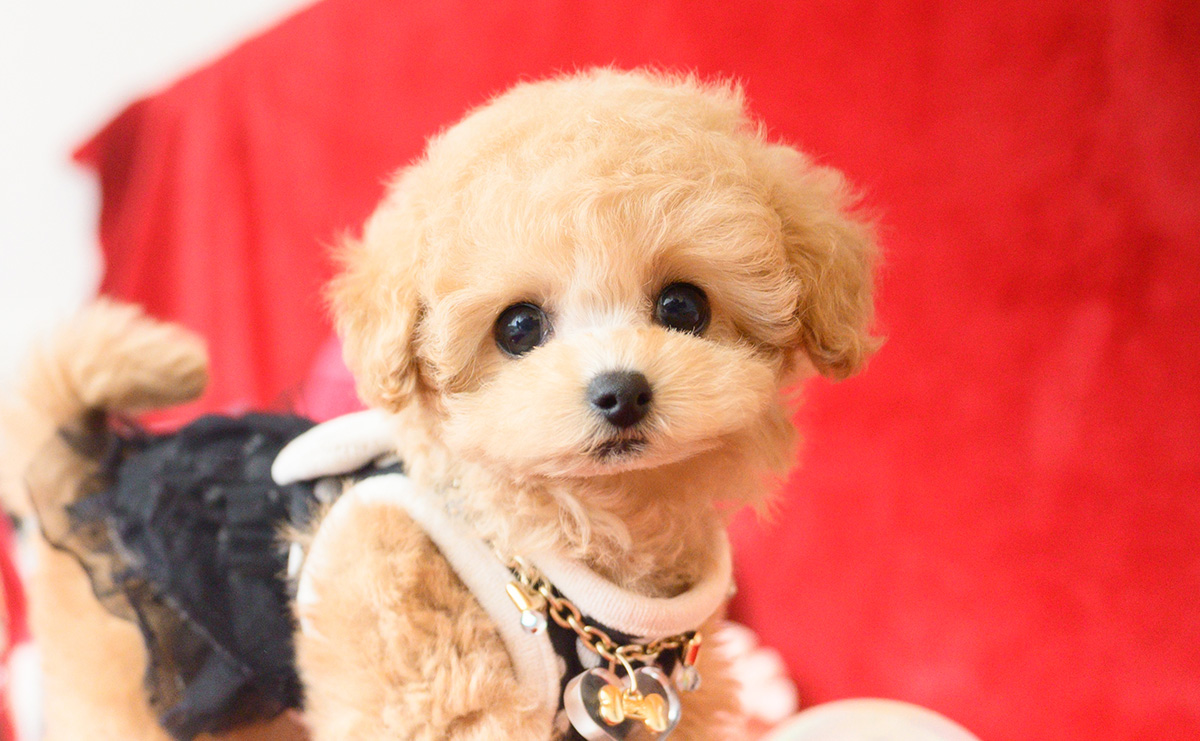 ティーカッププードルのアプリコットの女の子｜2025年10月14日生まれ｜No.11006｜画像0枚目