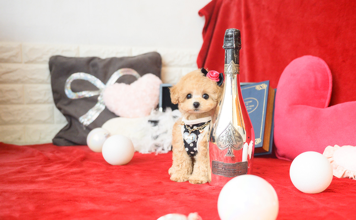 ティーカッププードルのアプリコットの女の子｜2025年10月14日生まれ｜No.11006｜画像2枚目