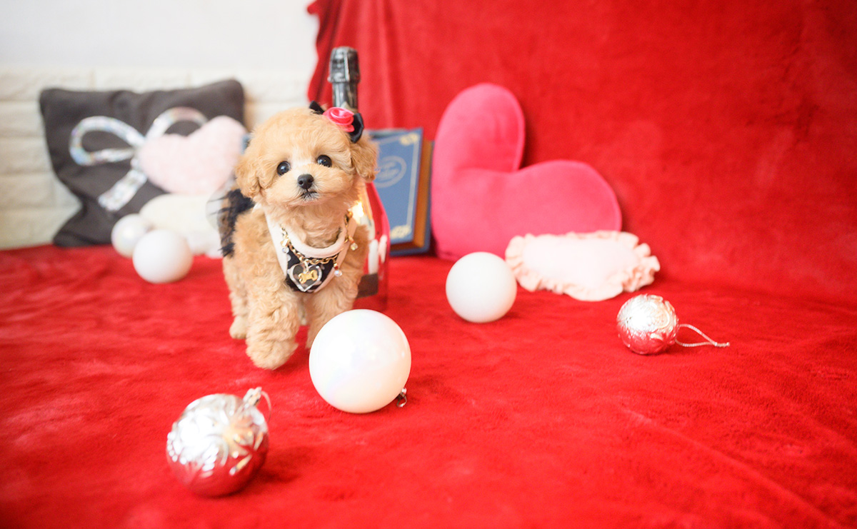 ティーカッププードルのアプリコットの女の子｜2025年10月14日生まれ｜No.11006｜画像3枚目