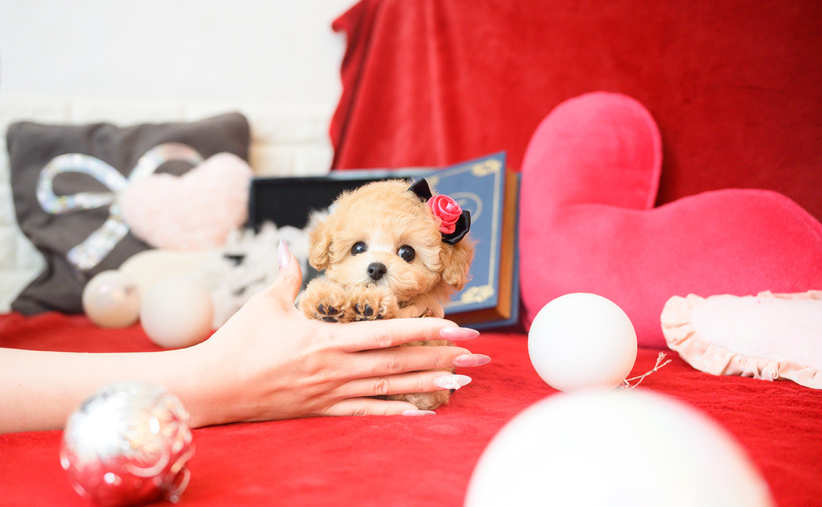 ティーカッププードルのアプリコットの女の子｜2025年10月14日生まれ｜No.11006｜画像5枚目