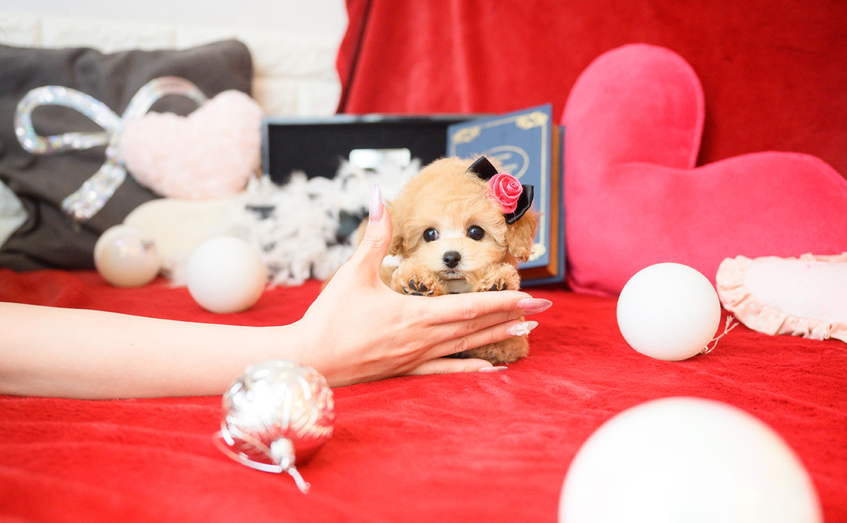 ティーカッププードルのアプリコットの女の子｜2025年10月14日生まれ｜No.11006｜画像6枚目