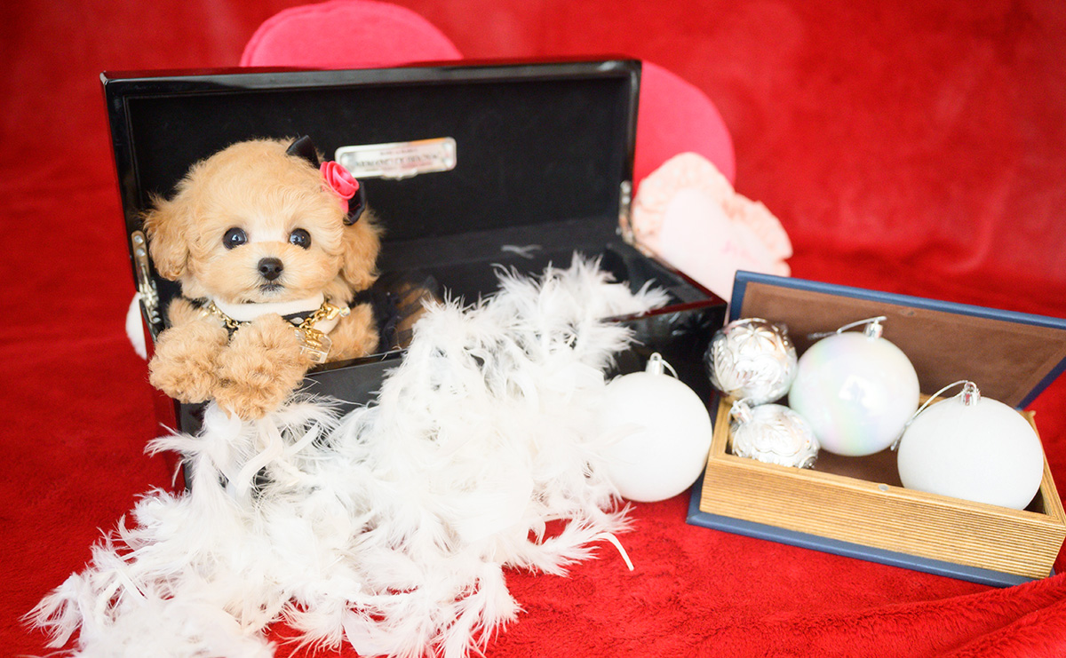 ティーカッププードルのアプリコットの女の子｜2025年10月14日生まれ｜No.11006｜画像7枚目