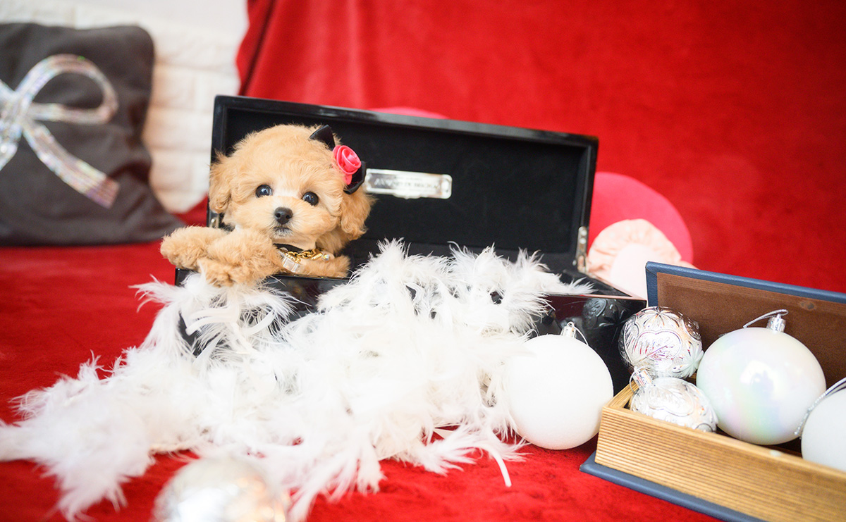 ティーカッププードルのアプリコットの女の子｜2025年10月14日生まれ｜No.11006｜画像8枚目