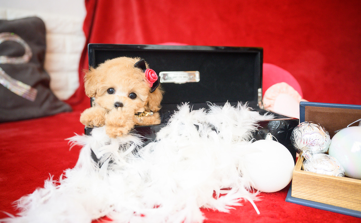 ティーカッププードルのアプリコットの女の子｜2025年10月14日生まれ｜No.11006｜画像9枚目