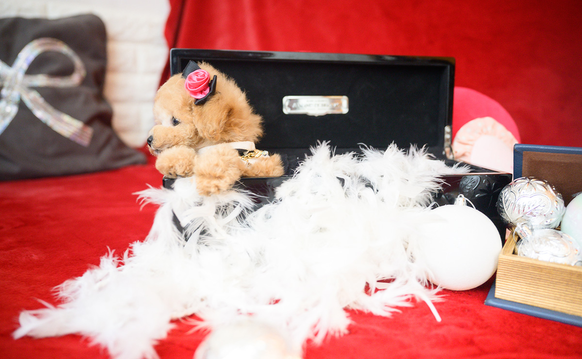 ティーカッププードルのアプリコットの女の子｜2025年10月14日生まれ｜No.11006｜画像10枚目