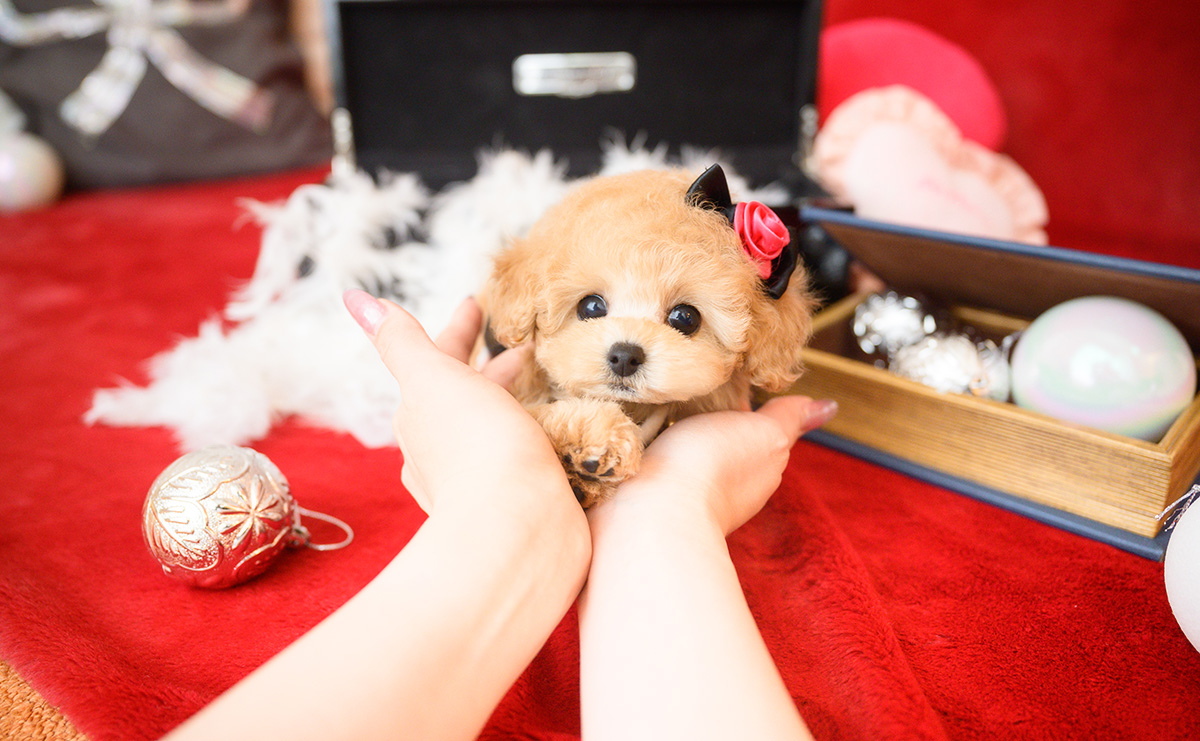 ティーカッププードルのアプリコットの女の子｜2025年10月14日生まれ｜No.11006｜画像11枚目