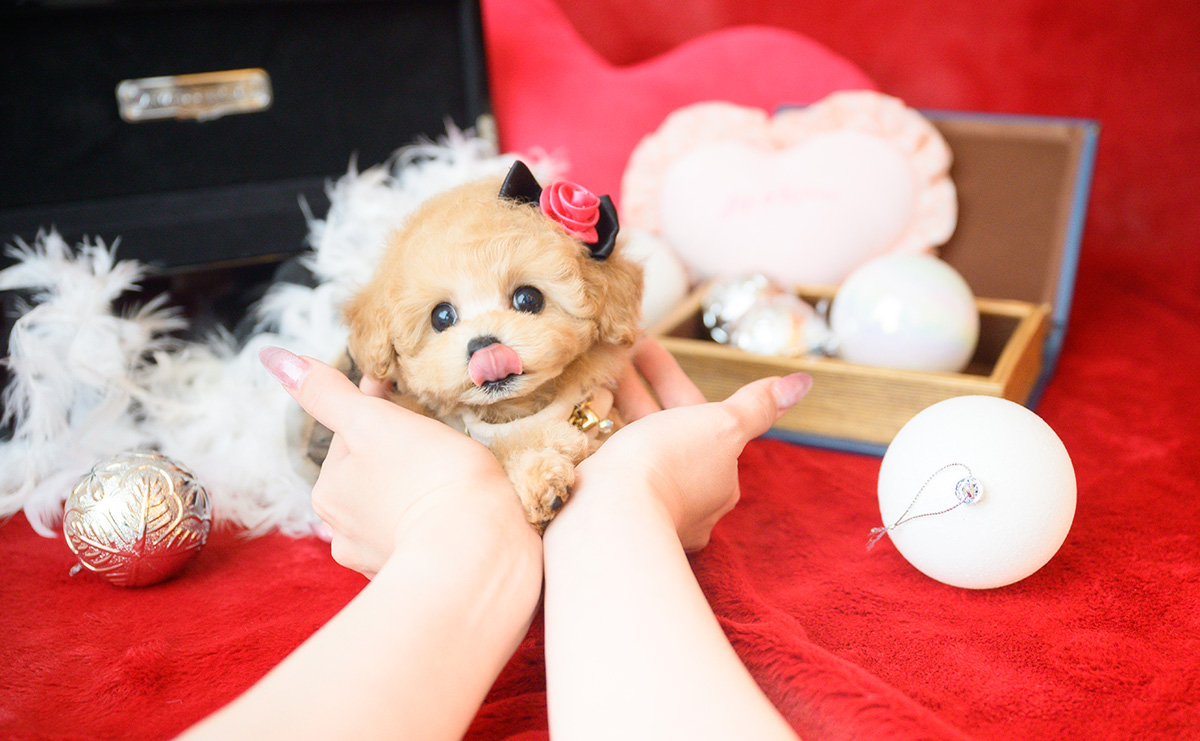 ティーカッププードルのアプリコットの女の子｜2025年10月14日生まれ｜No.11006｜画像12枚目