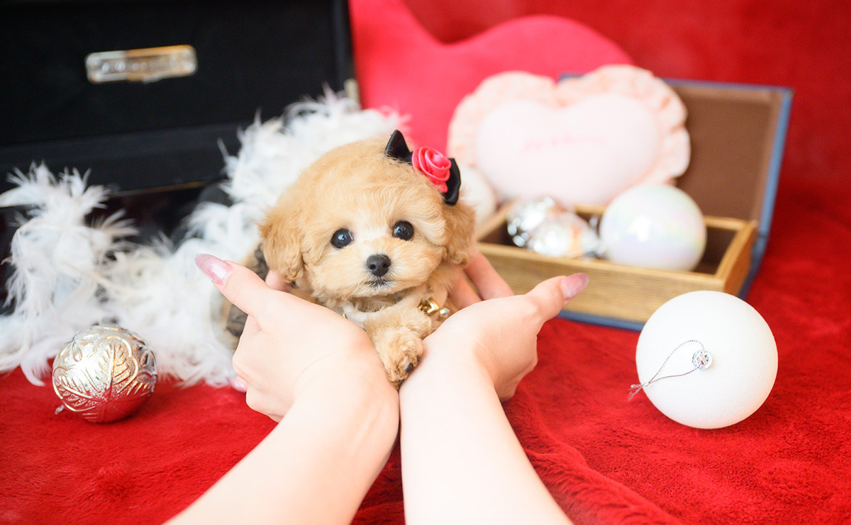 ティーカッププードルのアプリコットの女の子｜2025年10月14日生まれ｜No.11006｜画像13枚目
