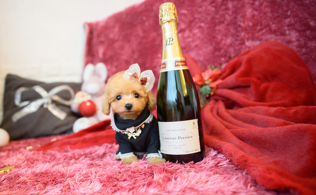 ティーカッププードルのアプリコットの女の子｜2025年10月18日生まれ｜No.11007｜画像1枚目