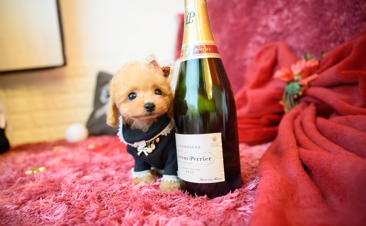 ティーカッププードルのアプリコットの女の子｜2025年10月18日生まれ｜No.11007｜画像2枚目