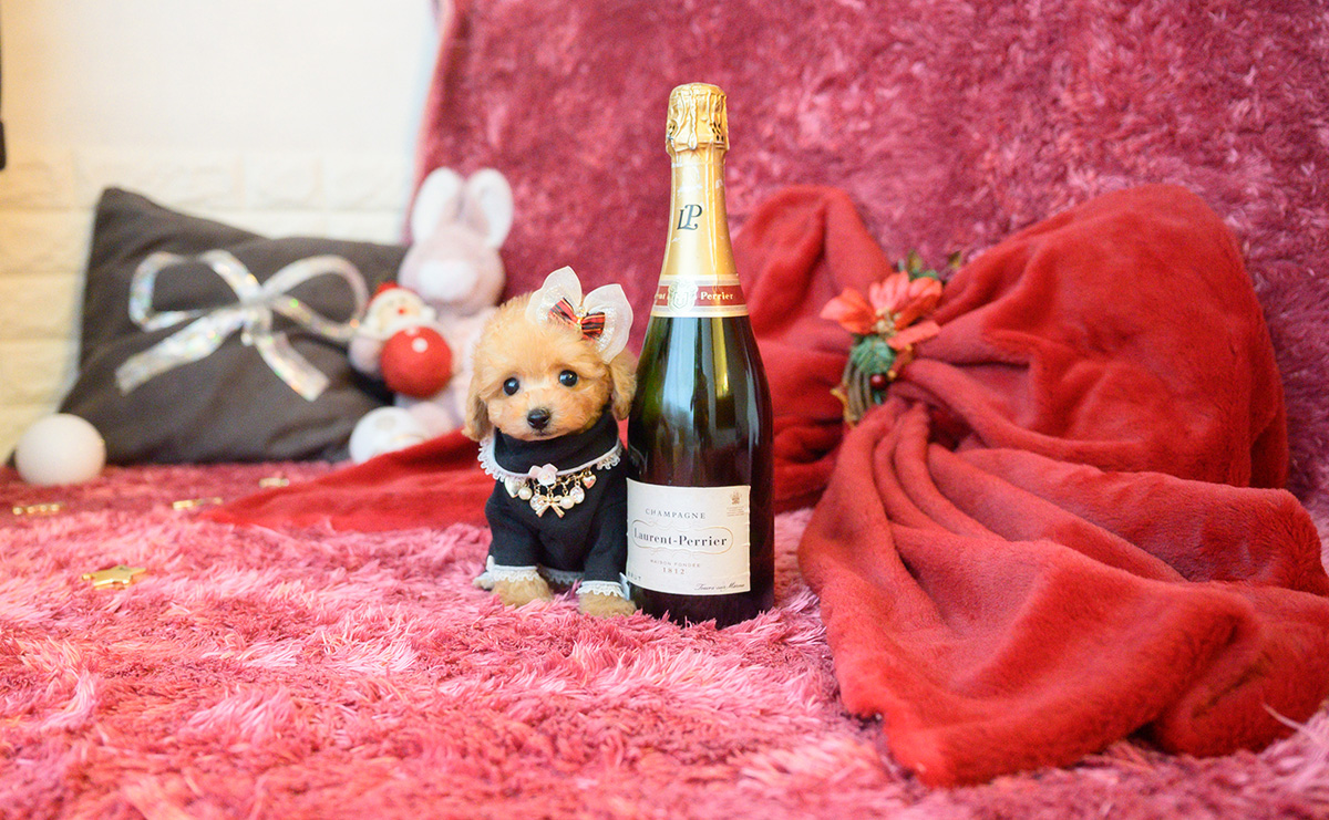 ティーカッププードルのアプリコットの女の子｜2025年10月18日生まれ｜No.11007｜画像3枚目