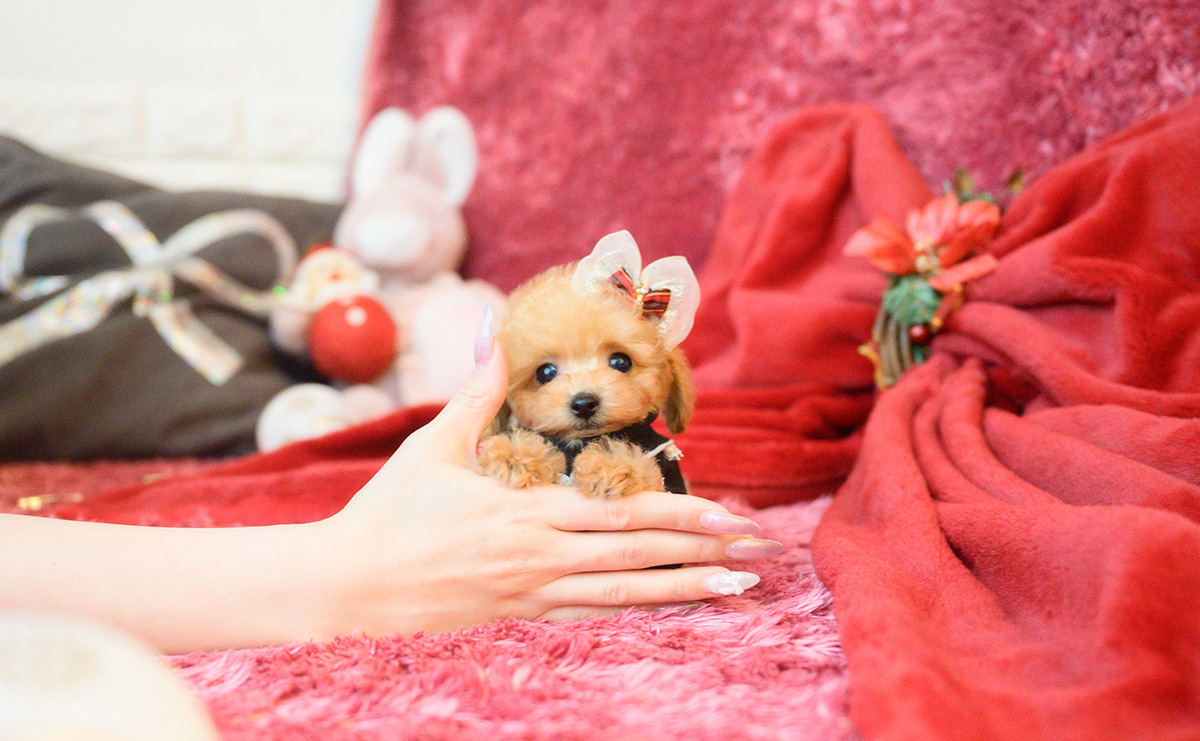 ティーカッププードルのアプリコットの女の子｜2025年10月18日生まれ｜No.11007｜画像4枚目