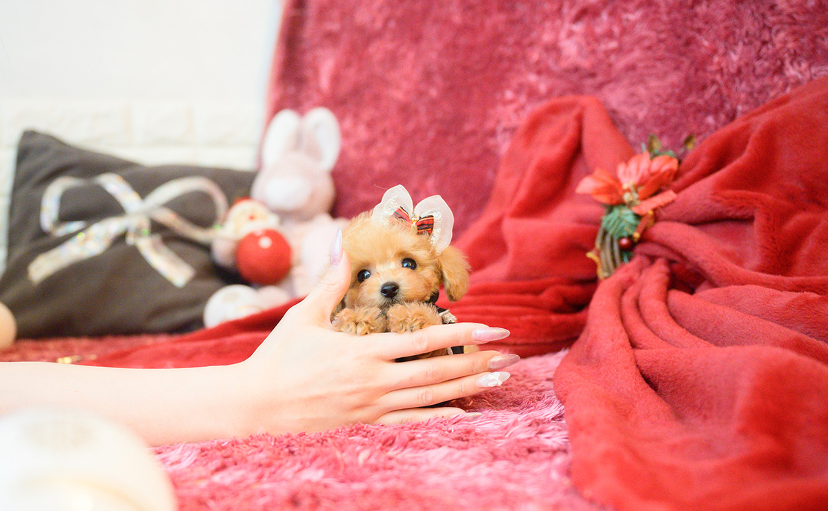 ティーカッププードルのアプリコットの女の子｜2025年10月18日生まれ｜No.11007｜画像6枚目