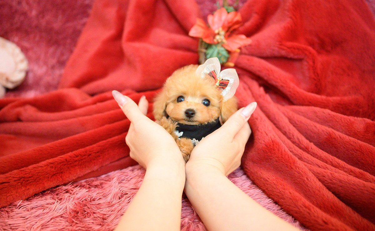 ティーカッププードルのアプリコットの女の子｜2025年10月18日生まれ｜No.11007｜画像14枚目