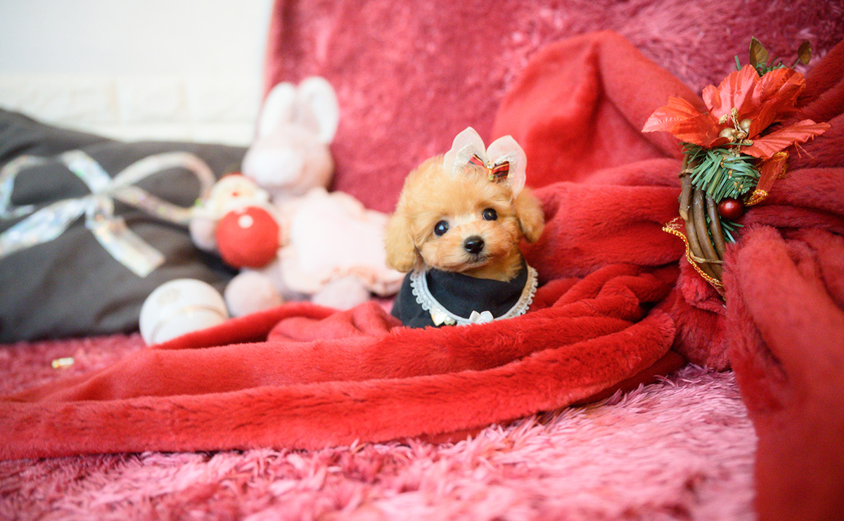 ティーカッププードルのアプリコットの女の子｜2025年10月18日生まれ｜No.11007｜画像7枚目