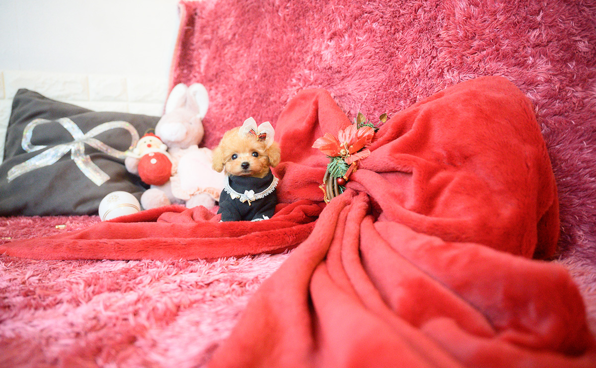 ティーカッププードルのアプリコットの女の子｜2025年10月18日生まれ｜No.11007｜画像8枚目